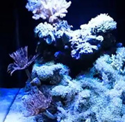 Reef Aquarium with best LED light
