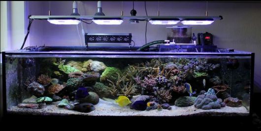 Reef Aquarium with Aquaray Aquabeam NP 1500 & 2000