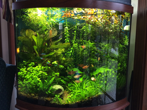 Planted aquarium with LED Lights, Fluidized Sand Bed Filter