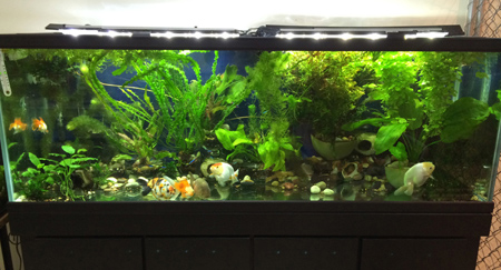 GroBeam LED lights with more natural daylight color