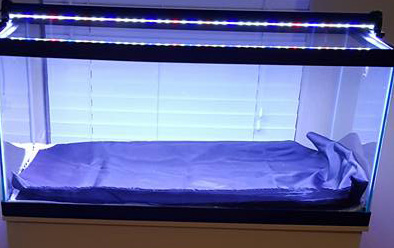 Build My LED Freshwater Light with blue tint