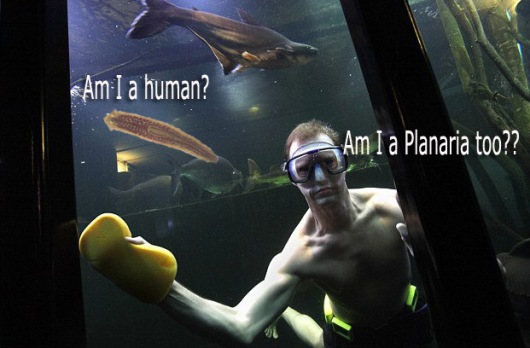 Planaria or person in aquarium