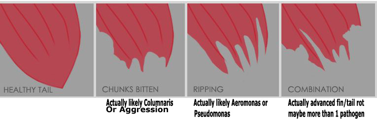 Stress Induced Betta Fish Tail Biting, Myth or Fact